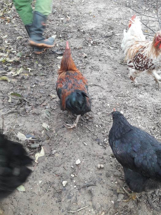 Продам куры домашние.