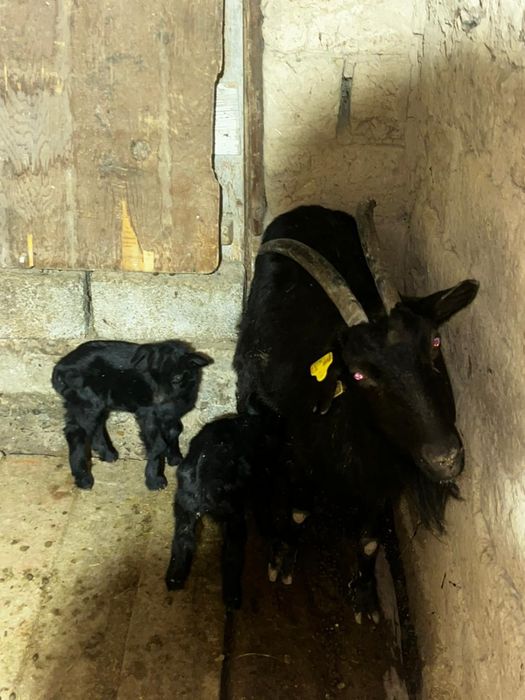 Продам козёл  кошки сатылады