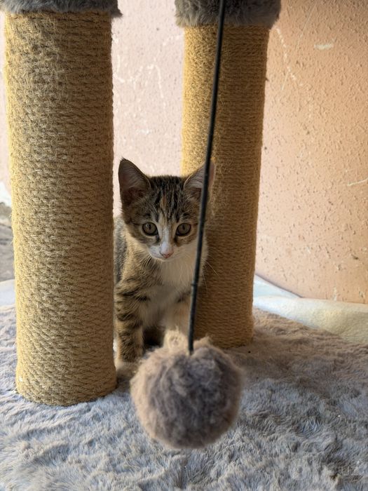 Котенки в хорошие руки