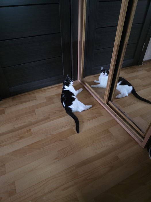 Кошку в хорошие руки