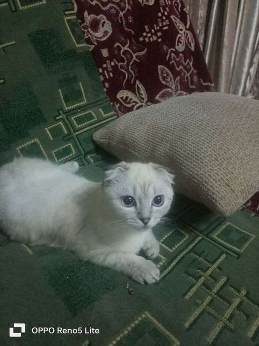Отдам котят даром