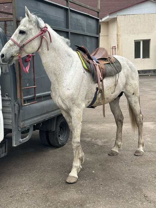 Айгыр жеребец лошадь конь