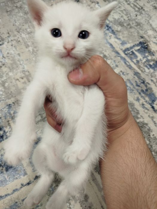 Отдам котят в хорошие руки