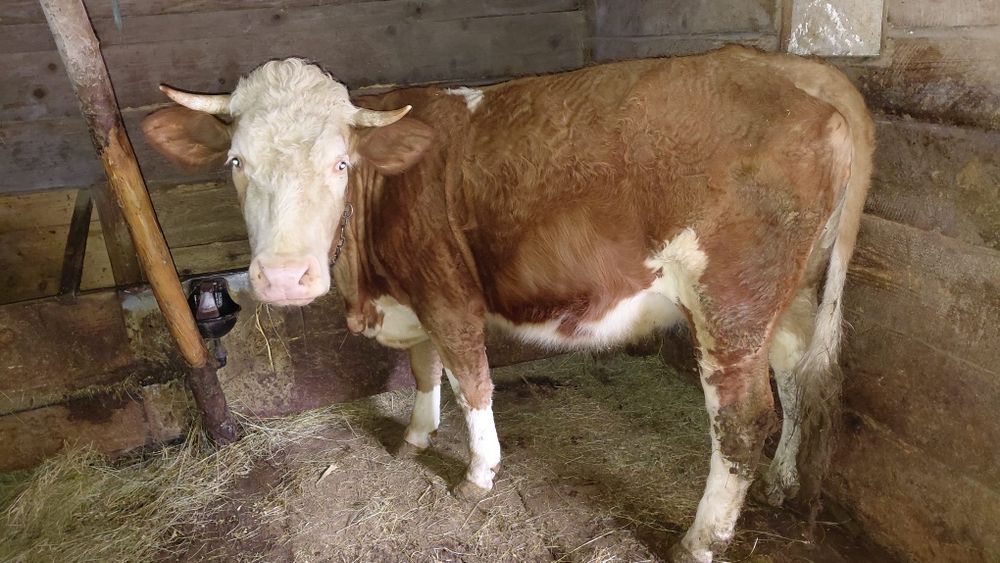 Vând vacă gestantă