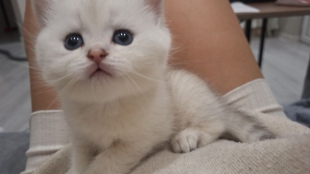 Шикарные  Котята британские шиншиллы