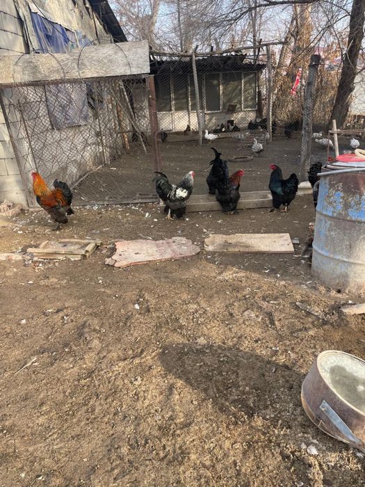 Продам петухов породы Брама