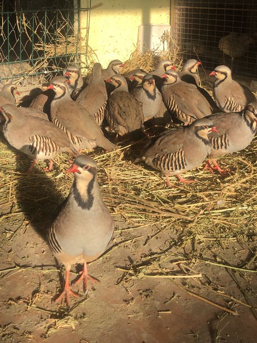 Vand fazanite si Potarnichi de Stanca