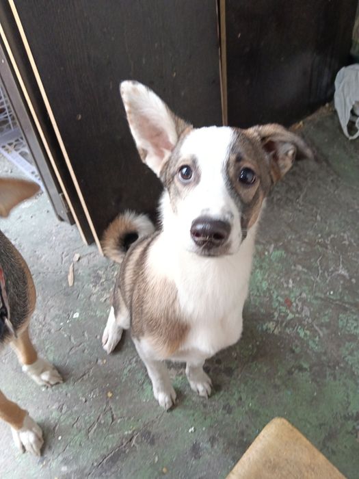 Ищет дом девочка!