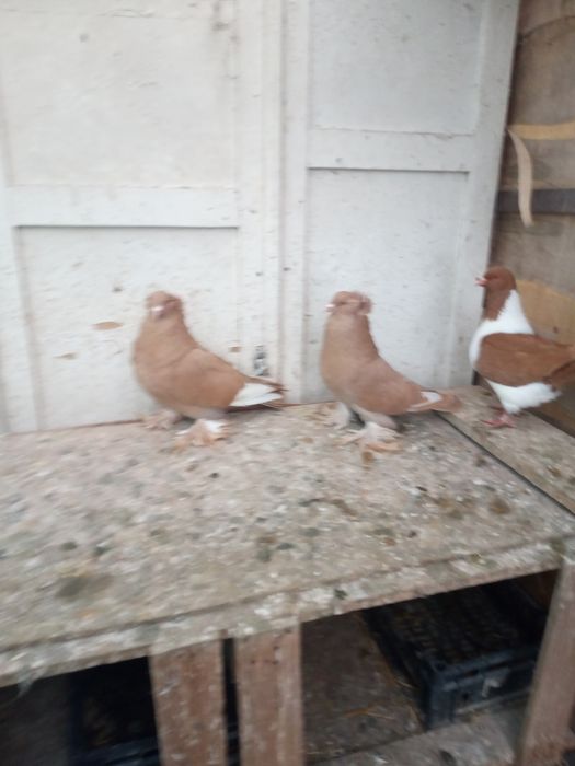 Vând porumbei uriaș maghiar,Strasseri și Chingi