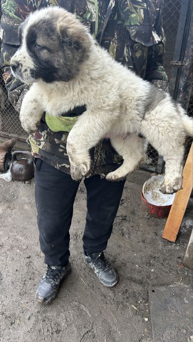 Алабая щенки Сао