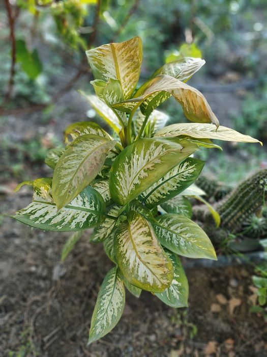 Продам цветы разные