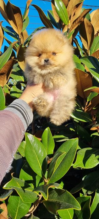 Померан мини померан