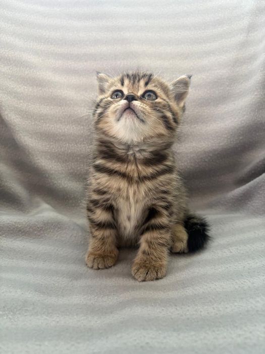 Продам котят британской породы