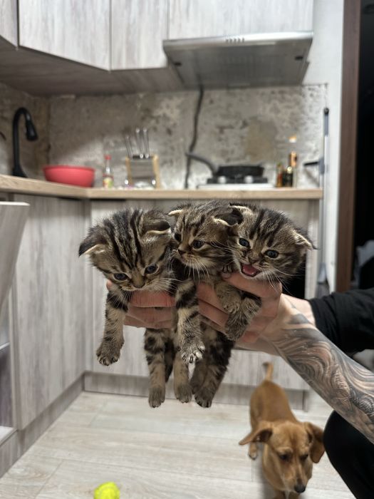 Породистые котята