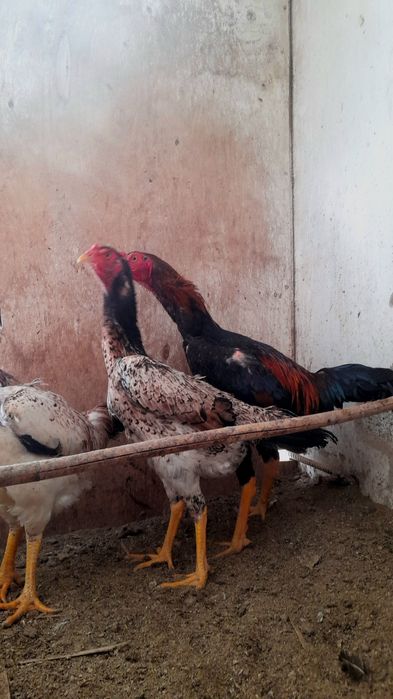 Turmushga chiqqan rus ayollarining shaxsiy fotosuratlari