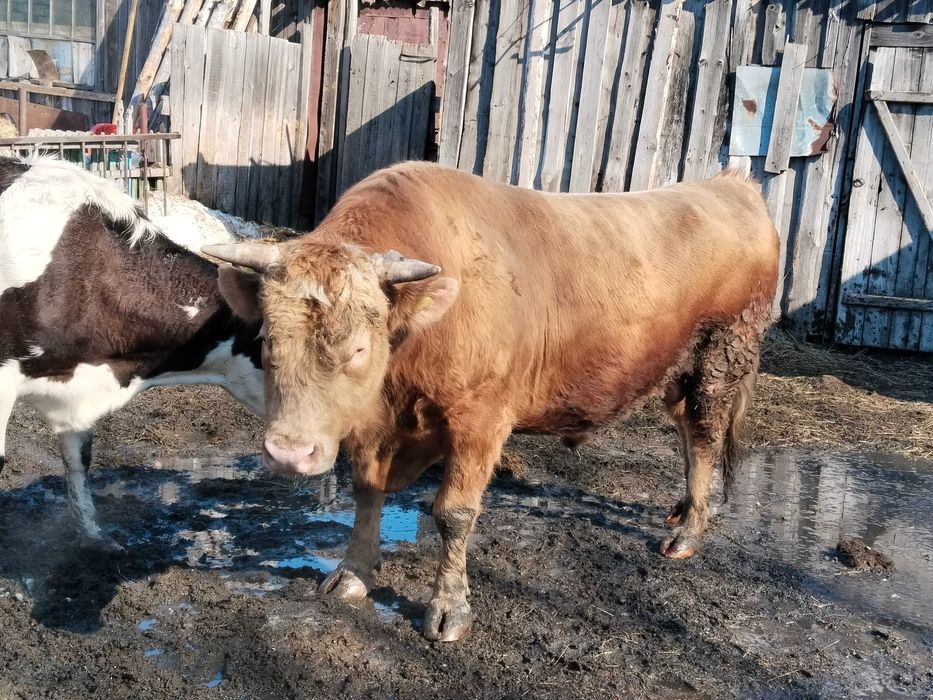 Продам зрелых быков на мясо