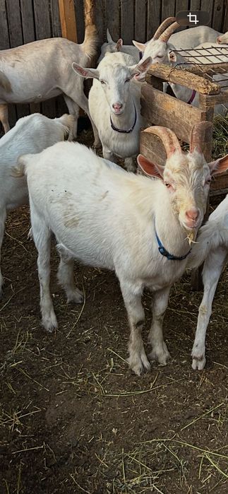De vânzare țap original saanen  vârstă 9 luni