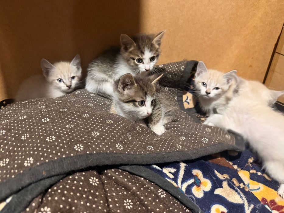 Котята 1,5 месяцев. Бесплатно.