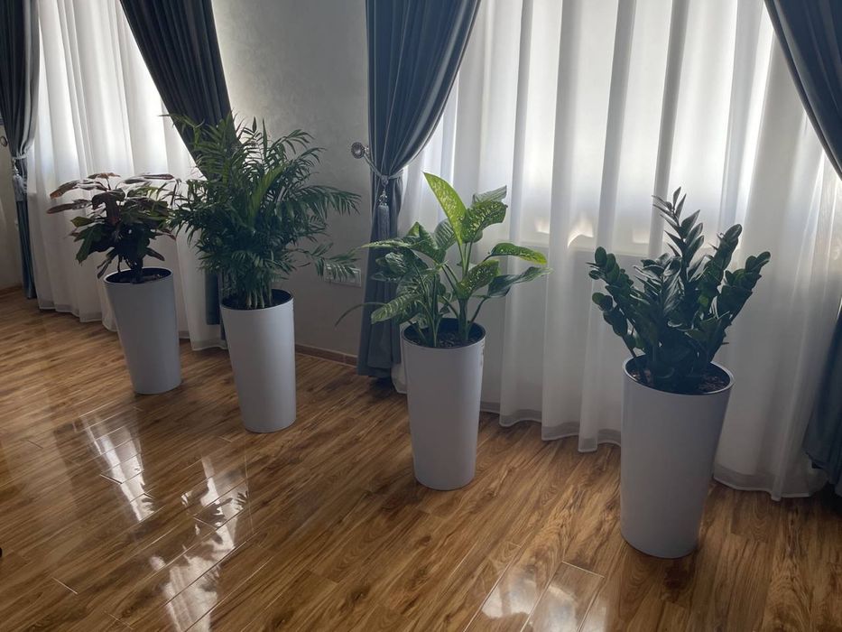 Офисные растения офис учун гуллар