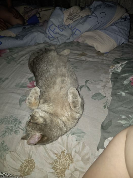 Мушугимиз соглом