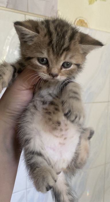 Котята британские