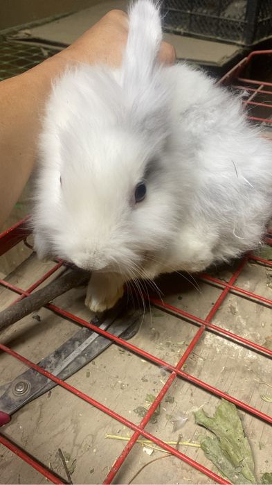 Домашние декоративные кролики