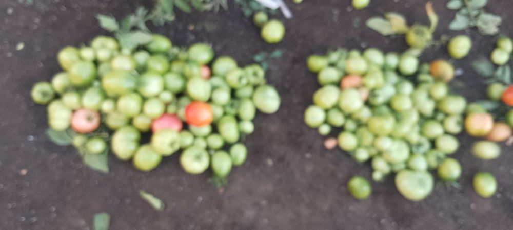 Продам Зелёные помидоры