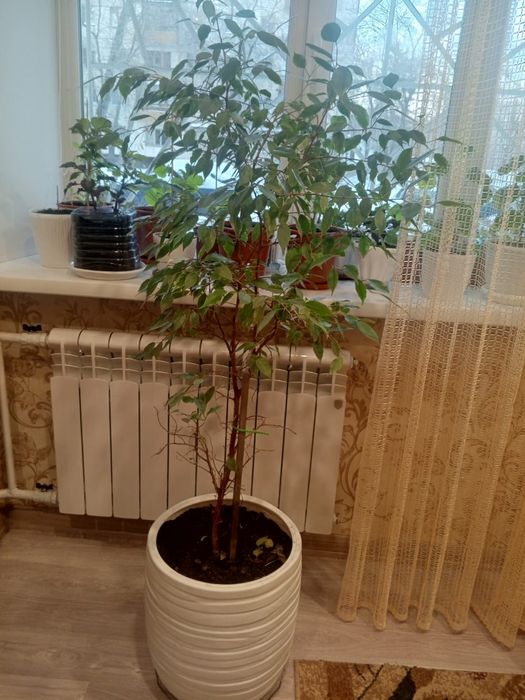 Продам Фикус Бенджамина