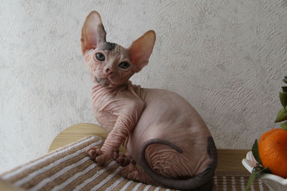 Котята сфинксята