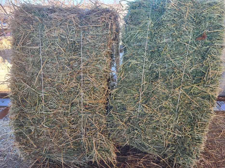 Беда пресс яхщи пресланган