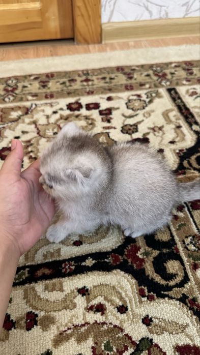 Шиншилла  котята