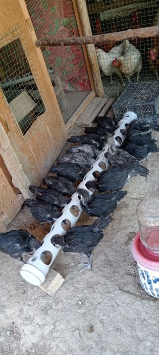 Astrolop jo‘jalari sotiladi, 85mindan 1 oylik sog‘lom ishtaxalari zo‘r
