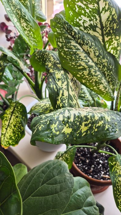 Диффенбахия, цветок, цветы