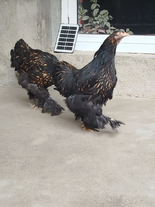 Брама золота Товуқ 450мин донаси