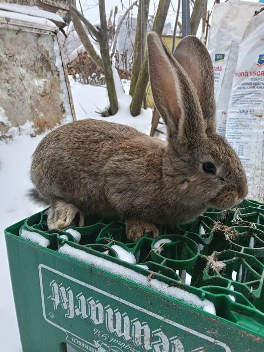 Iepuri Uriasi Germani și Uriași de Transilvania