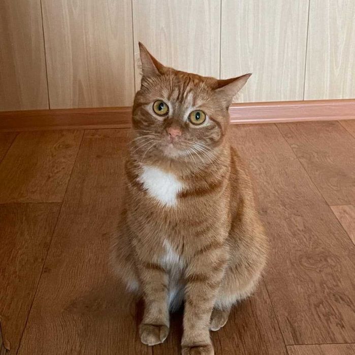 Нужен дом для кошки