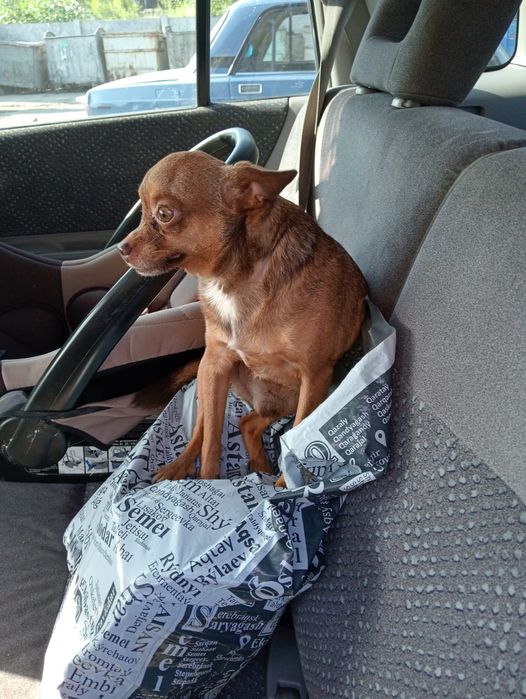 Той терьер молодой