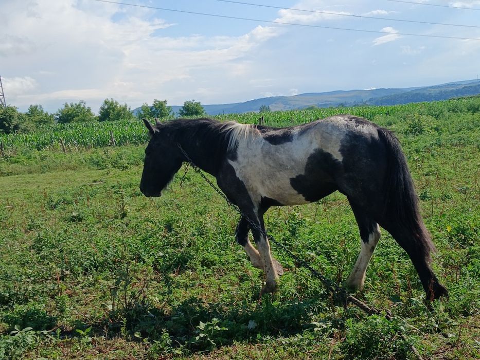 Ponei de vânzare de 2 ani
