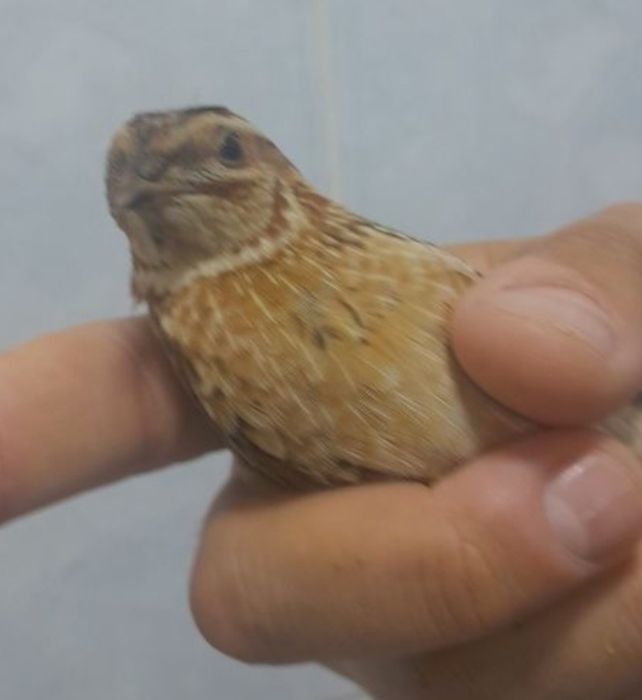 Сайроки Бедана (Чиройли сайрайди)