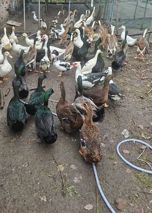 Iepuri californian, rex tricolor, panon, bibilici, rațe, oua