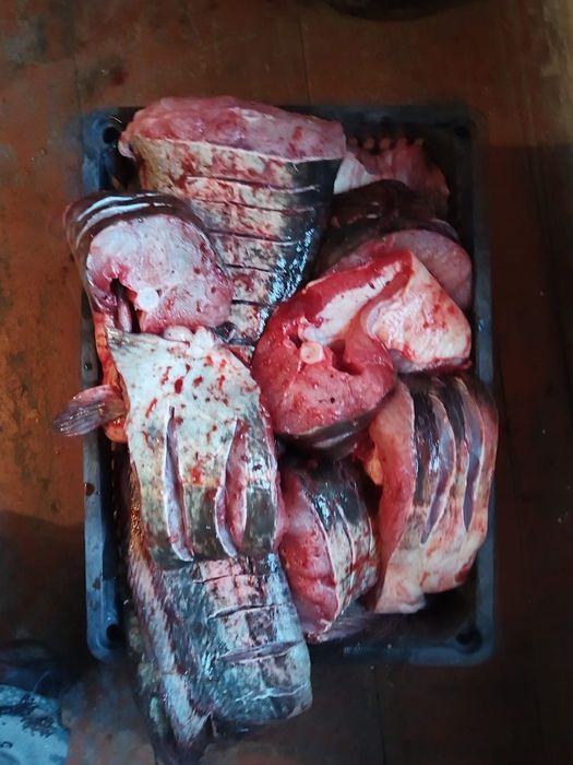 Свежая рыба сазан