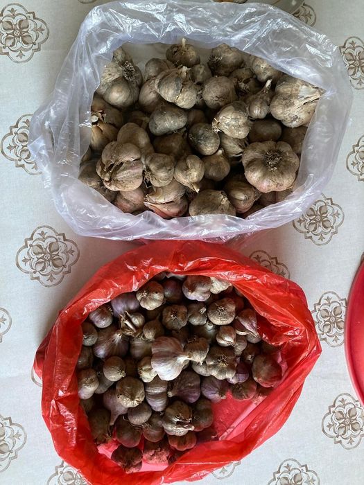 Домашний чеснок свежий