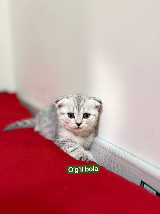 Shinshilla serebristiy va skotish heylayd