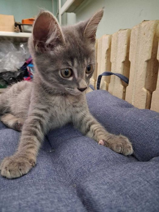 Котёнок дымчатый
