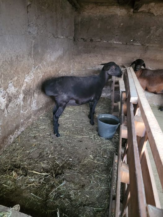 Семіз саулык бар