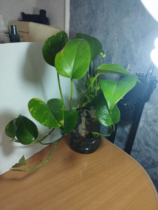 Продам комнатные растения