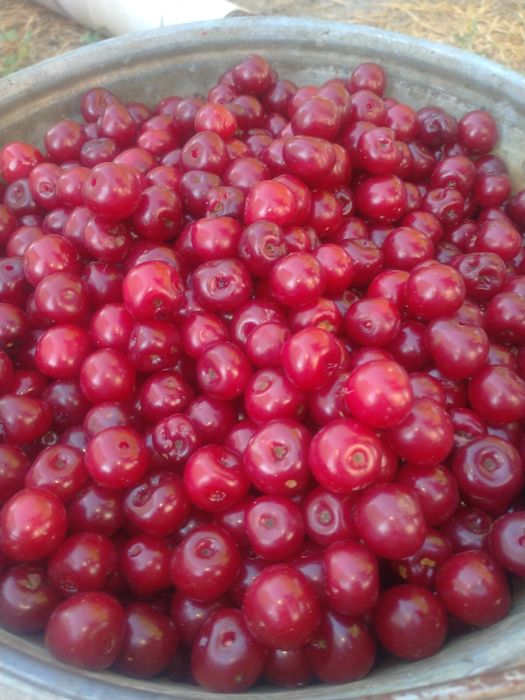 Шие вишня сатылады