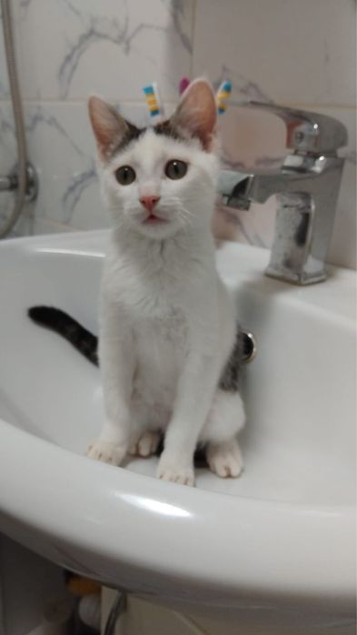 Котенок, отдам в добрые руки