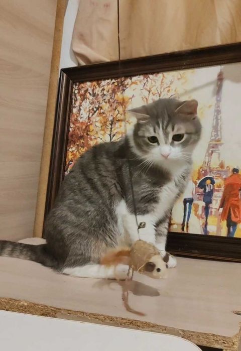 Добрый котик ищет дом