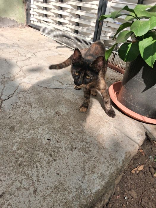 Две котета търсят дом